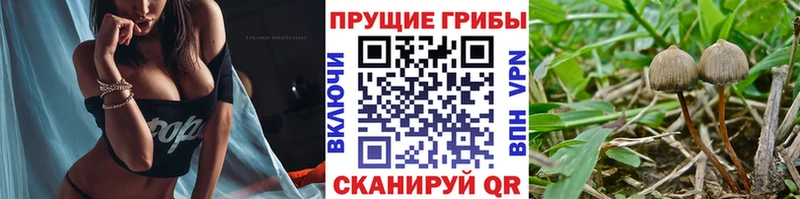 Купить закладки  Кимовск  Галлюциногенные грибы Cubensis 